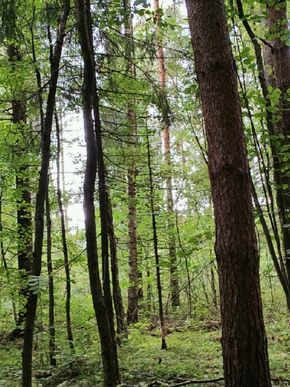 @khvoyny🌲