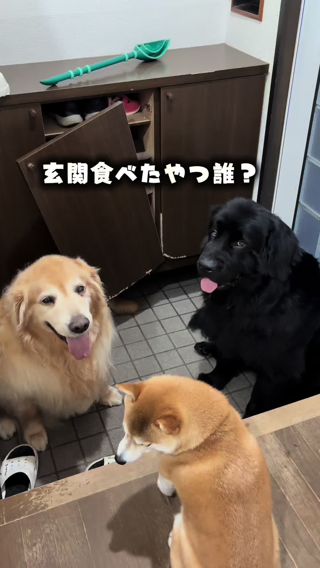 @ムックパパ🔶🐾