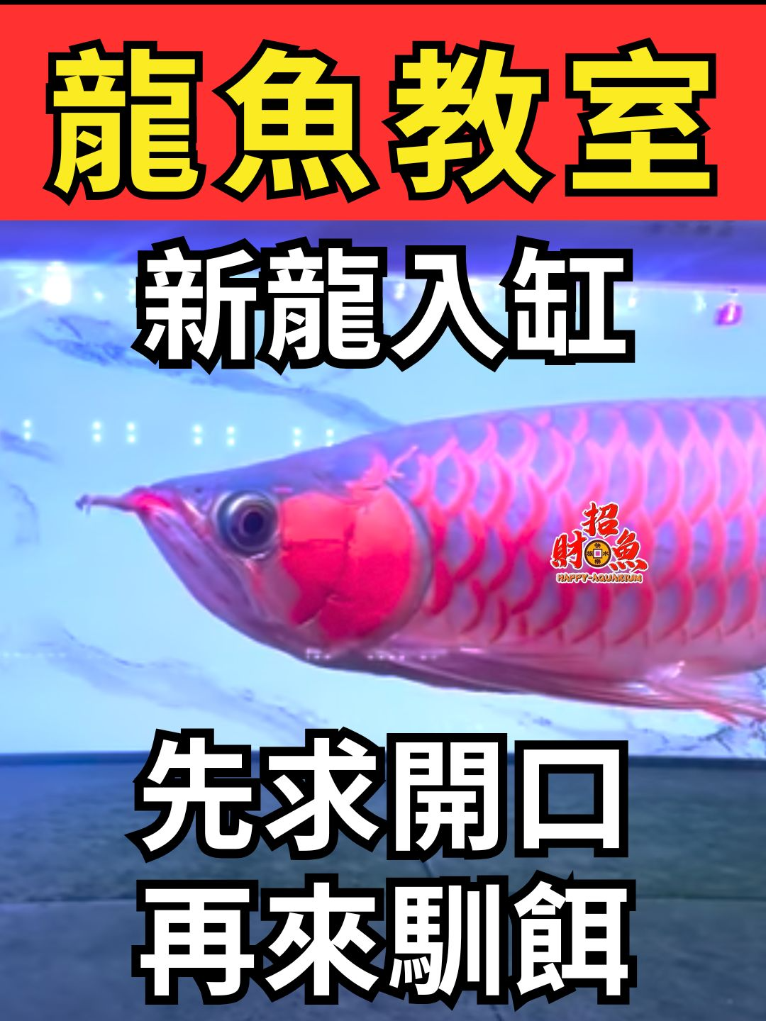@招財魚水族精品