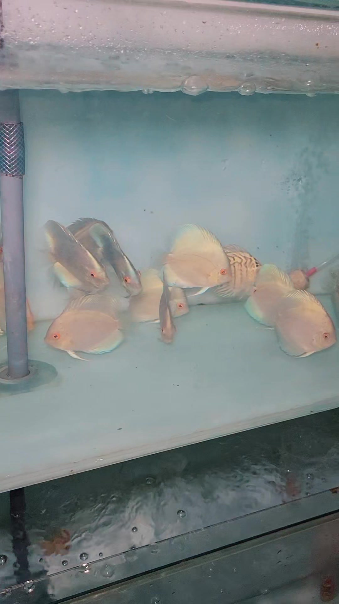 @Discus House Aquarium