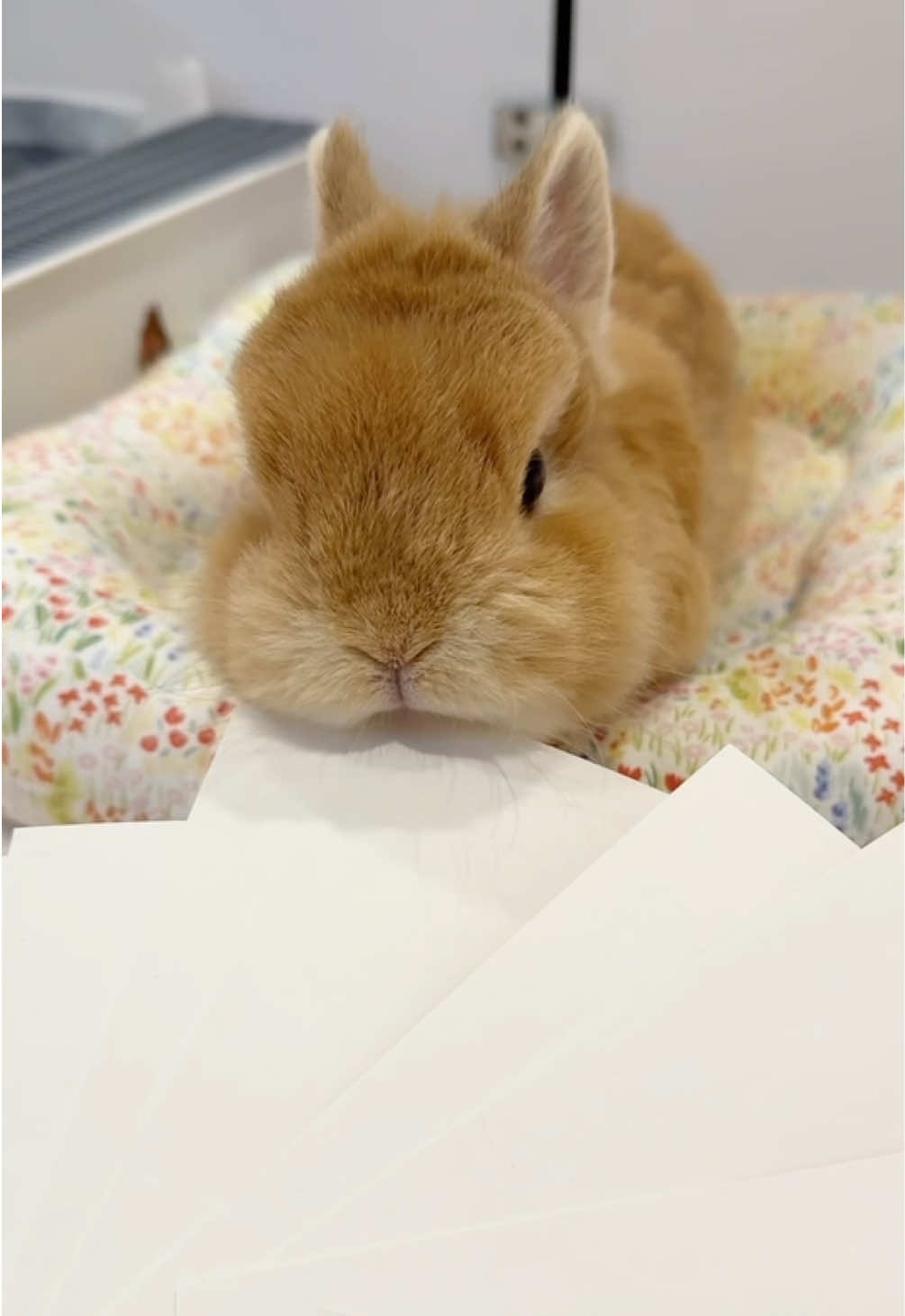 @Eggie