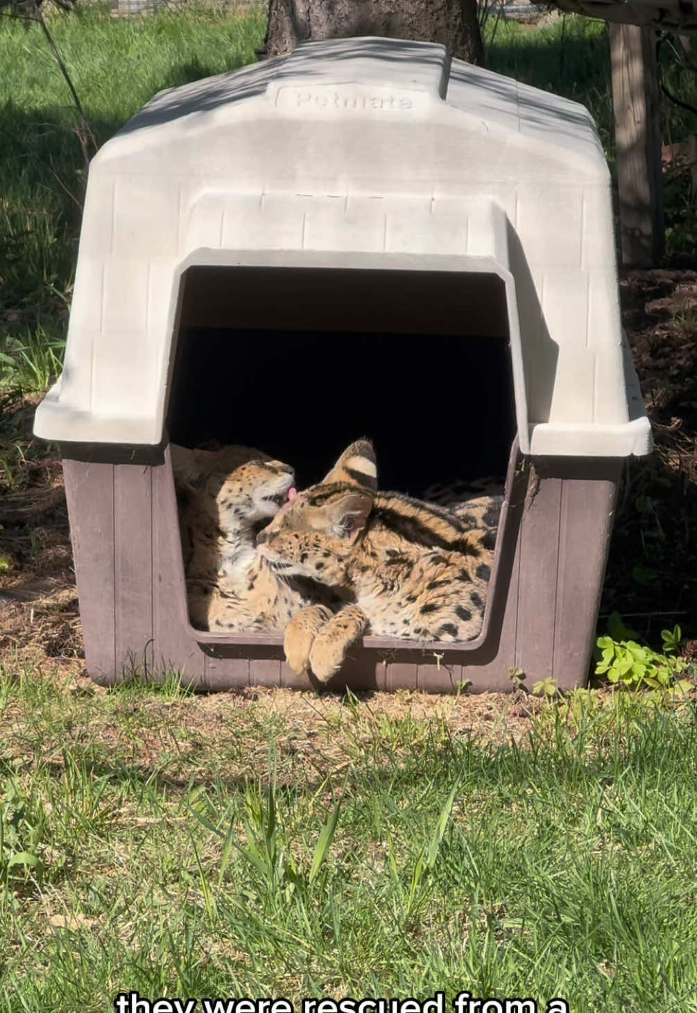 @The Wildcat Sanctuary