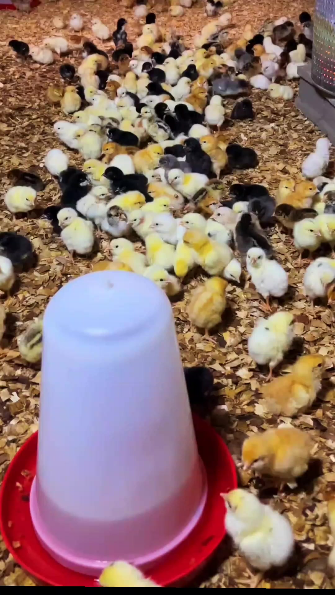 @NDIAYE-BREEDING 🐔