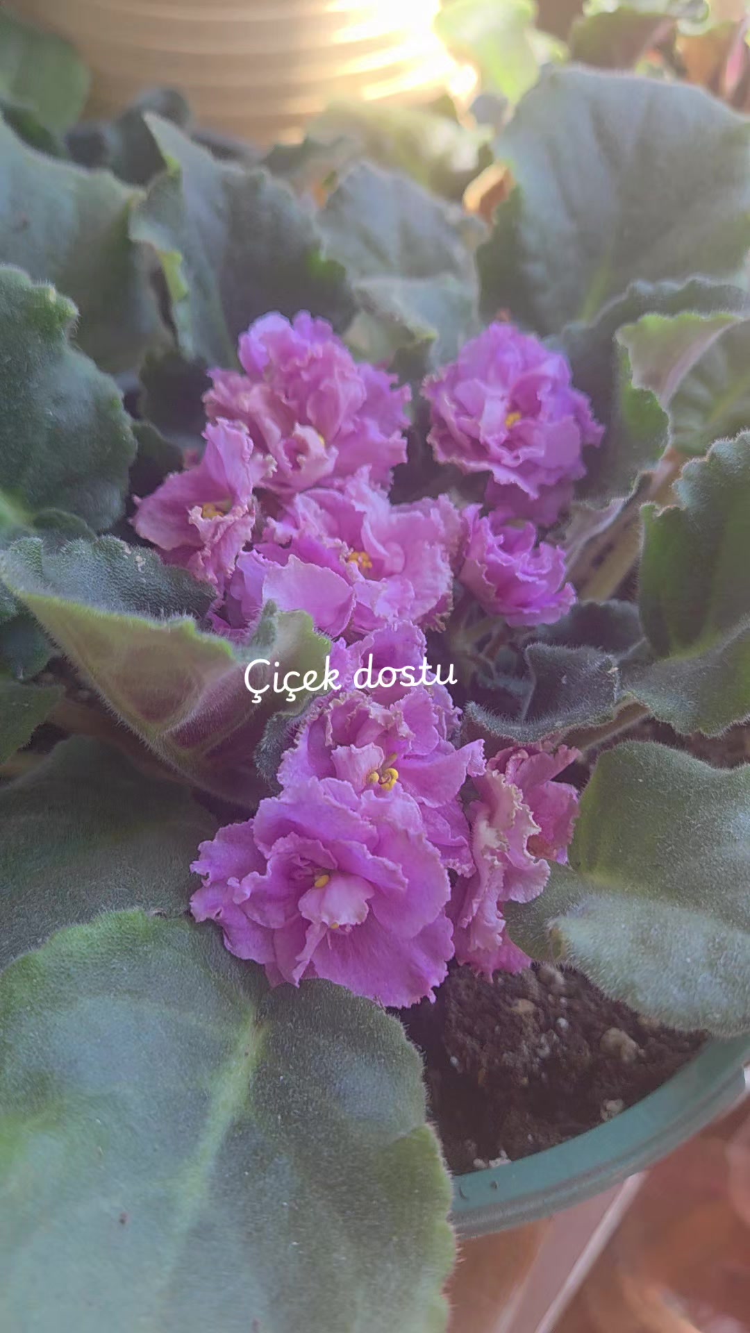 @💧&Ccedil;i&ccedil;ek dostu 🇹🇷💧