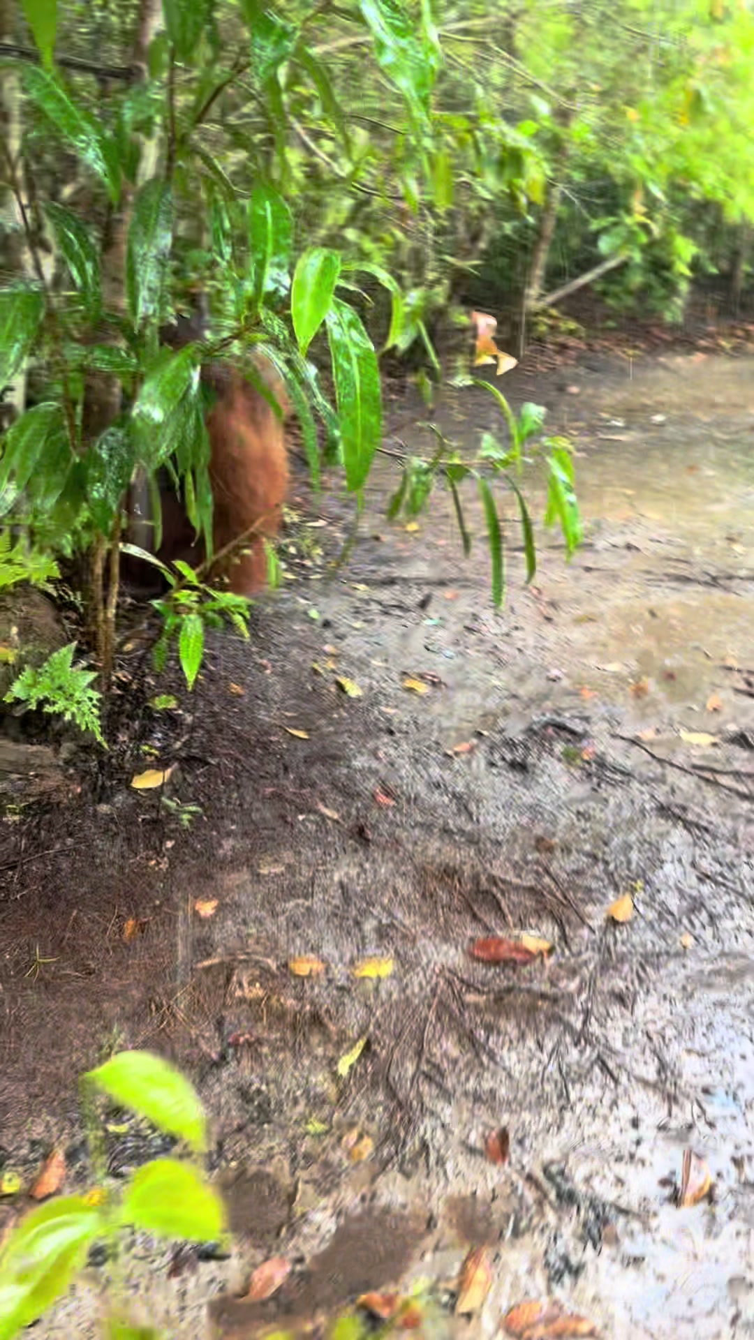 @BORNEORANGUTANSTOUR.