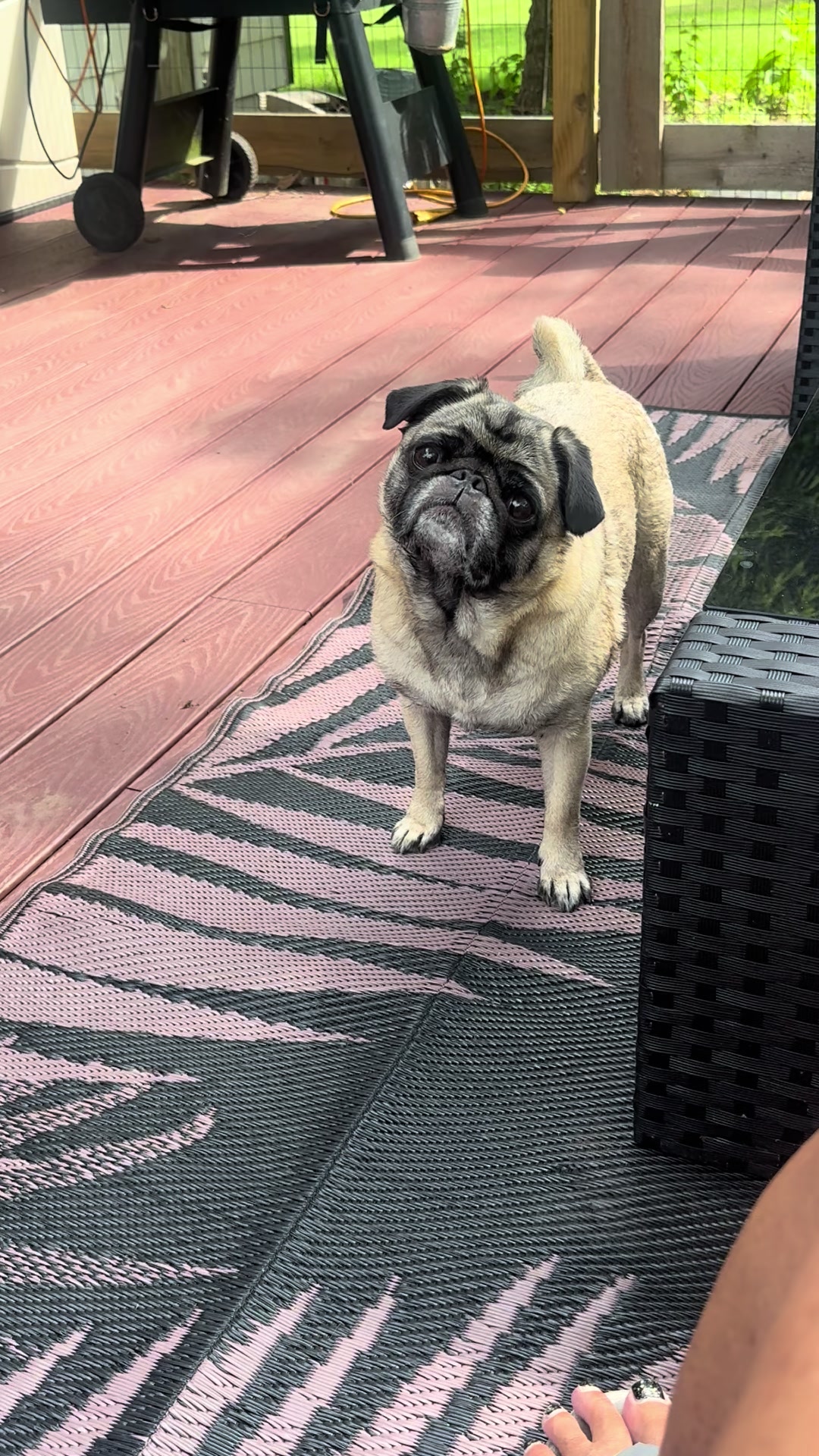 @thepugfang