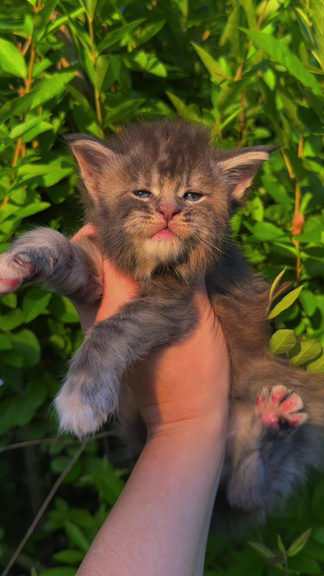 @Mossy Cottage Maine Coons 🌙