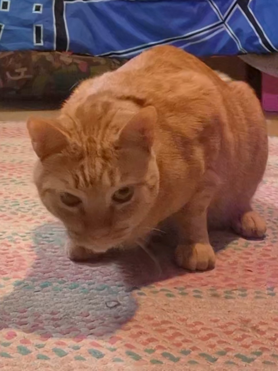 @🕷 Nick (MICO's Vers.) 🎸