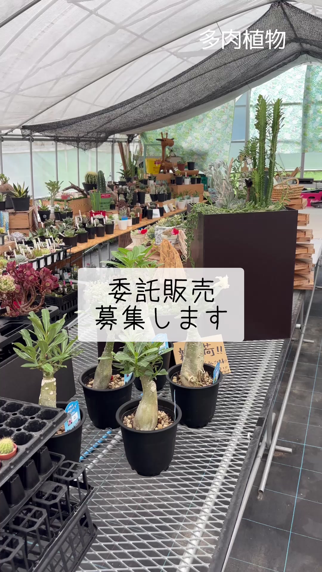 @さきゅまる~こぴとSHOP