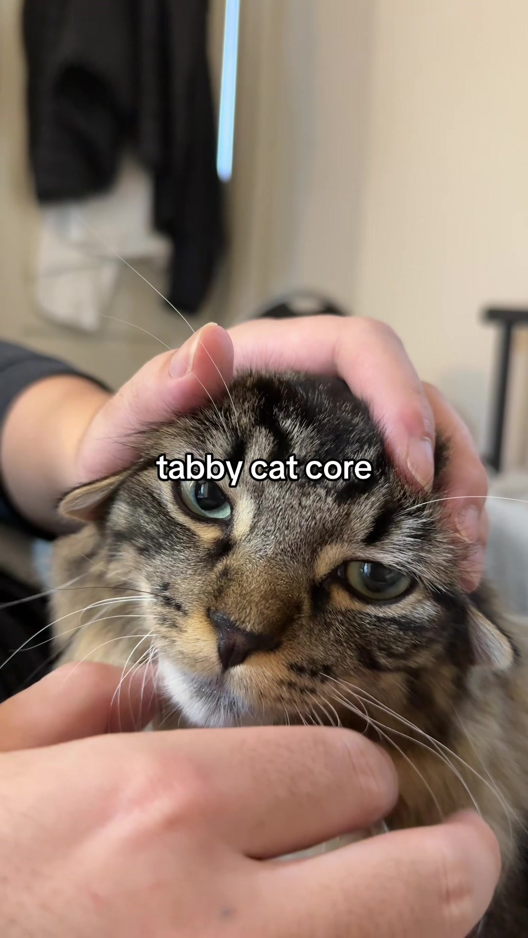 @Mozzie The Cat