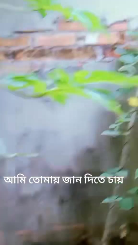 @🦋🌺প্রজাপতি🌺🦋