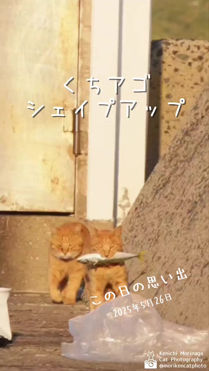 @猫写真家 森永健一