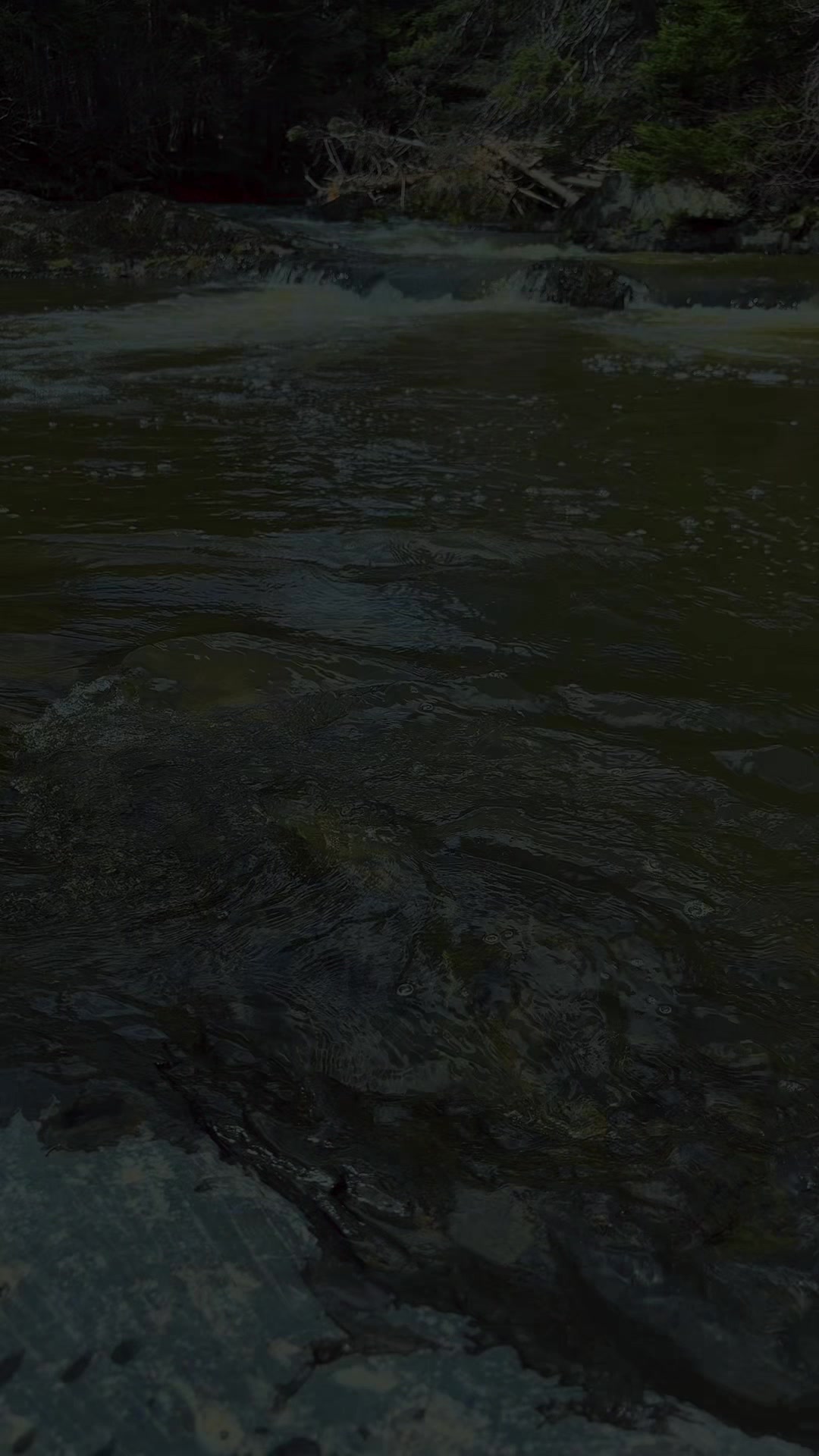@newfiegirl1709🇨🇦