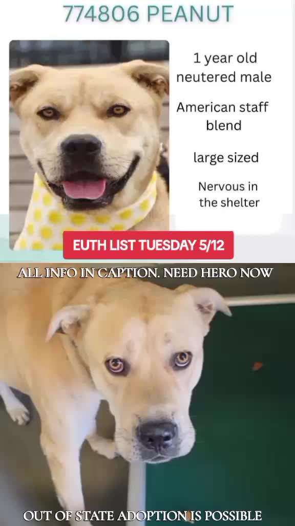 @@rescuedogs911