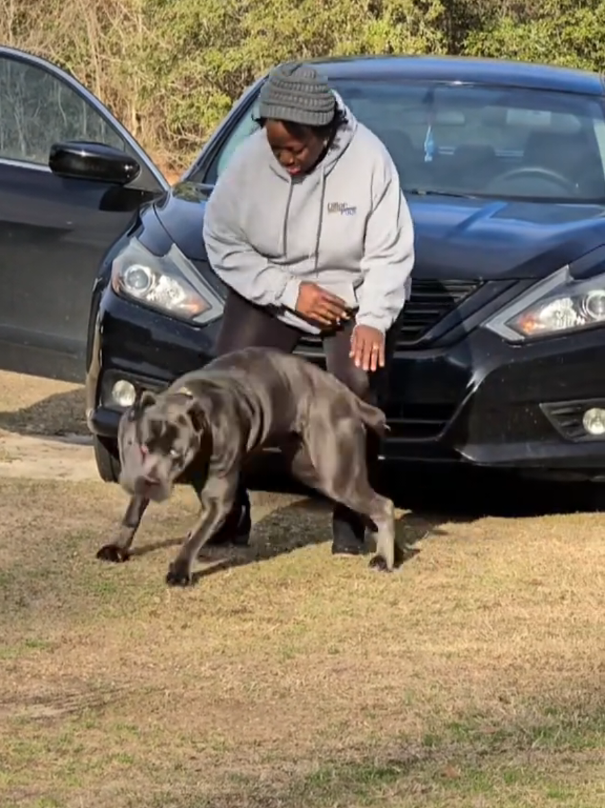 @Brandon and Blue Kennels LLC