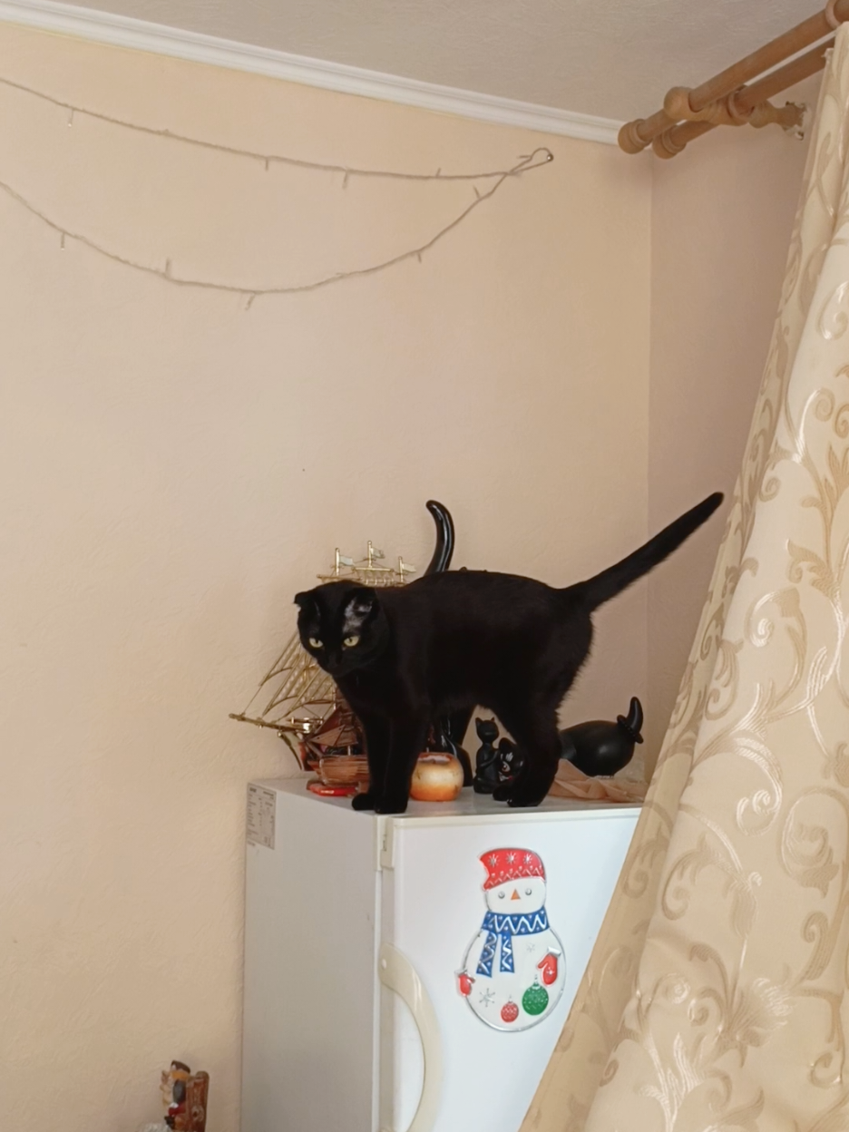 @ИрА😹Эля🐾🐾 ✔