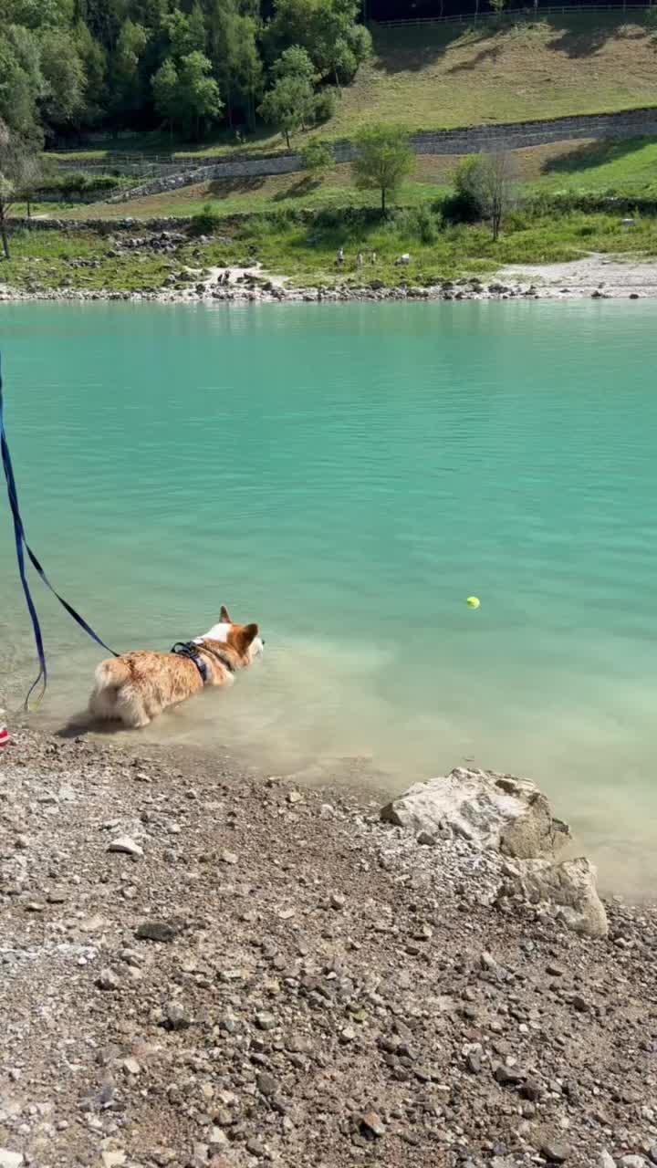 @Cheddar the Corgi