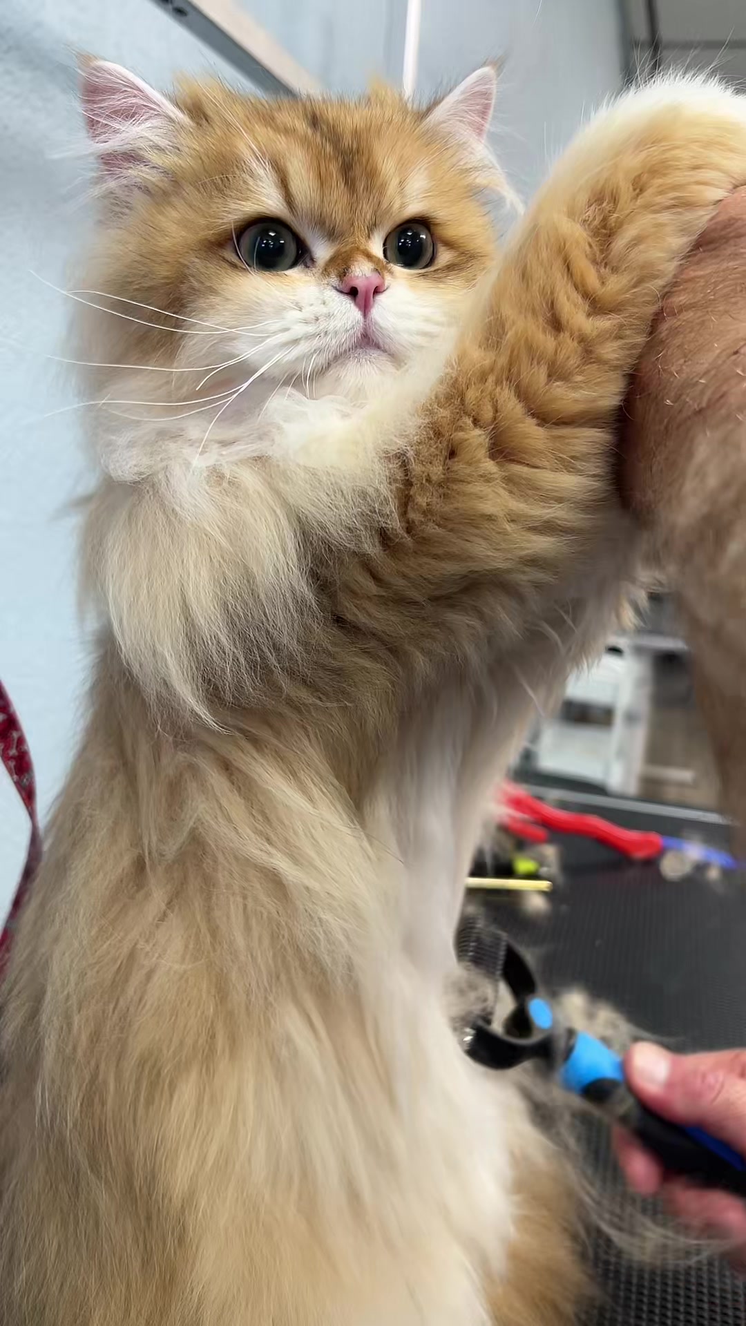 @Dog & Cat Planet