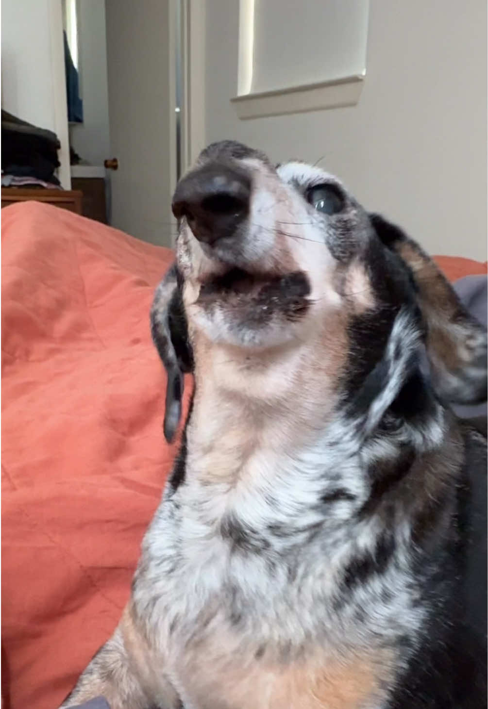@agedsausages