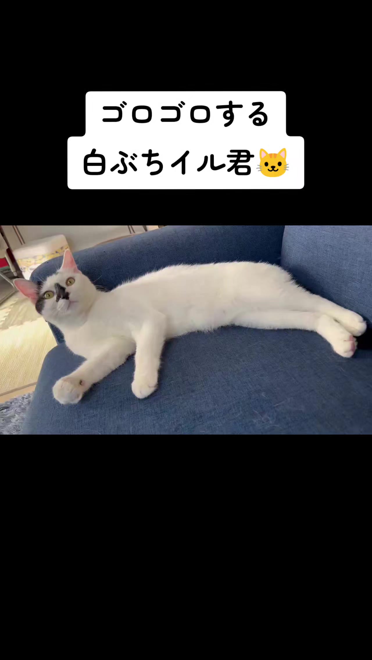 @白ぶちイル君🐱キジトラエル君