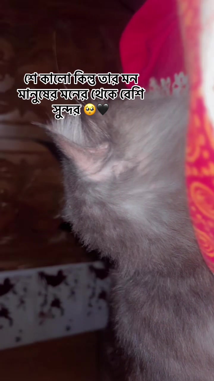 @Pet Shop By Tikli