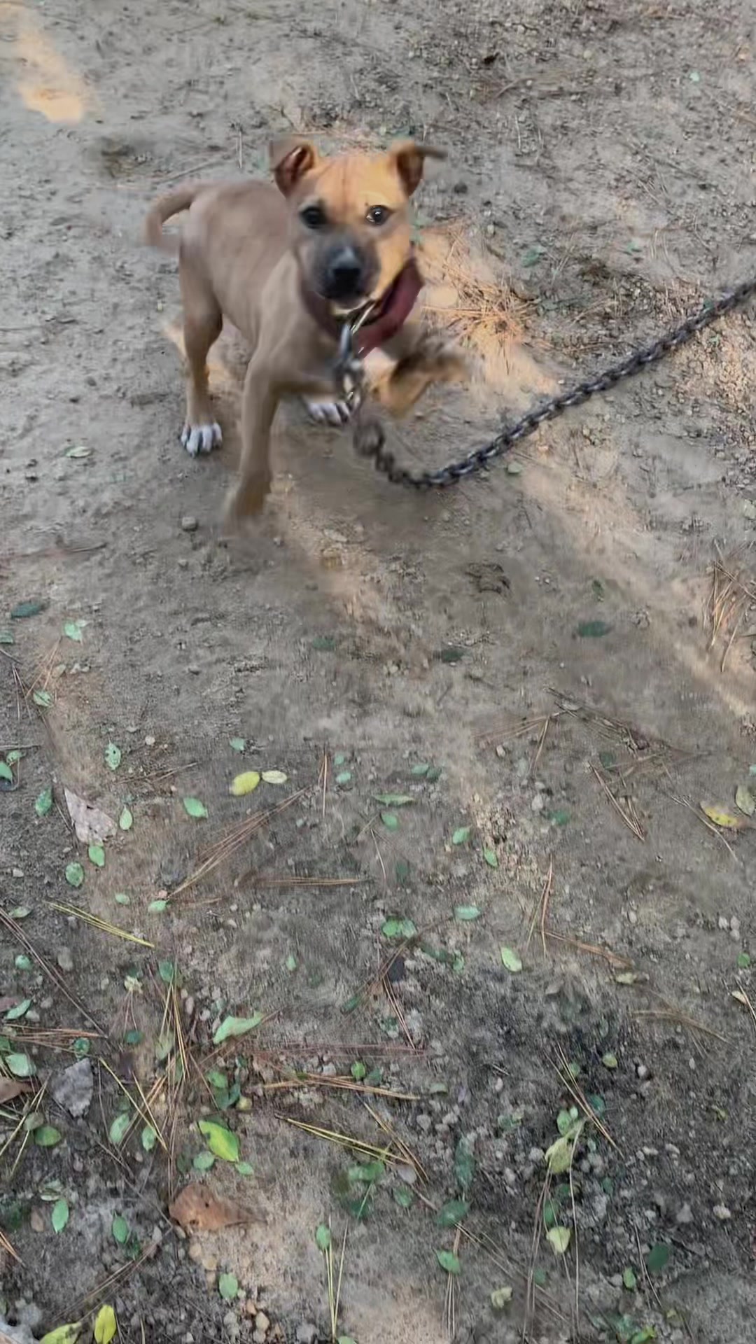 @LPKkennels
