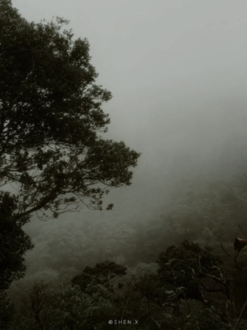 @©SHEN.X