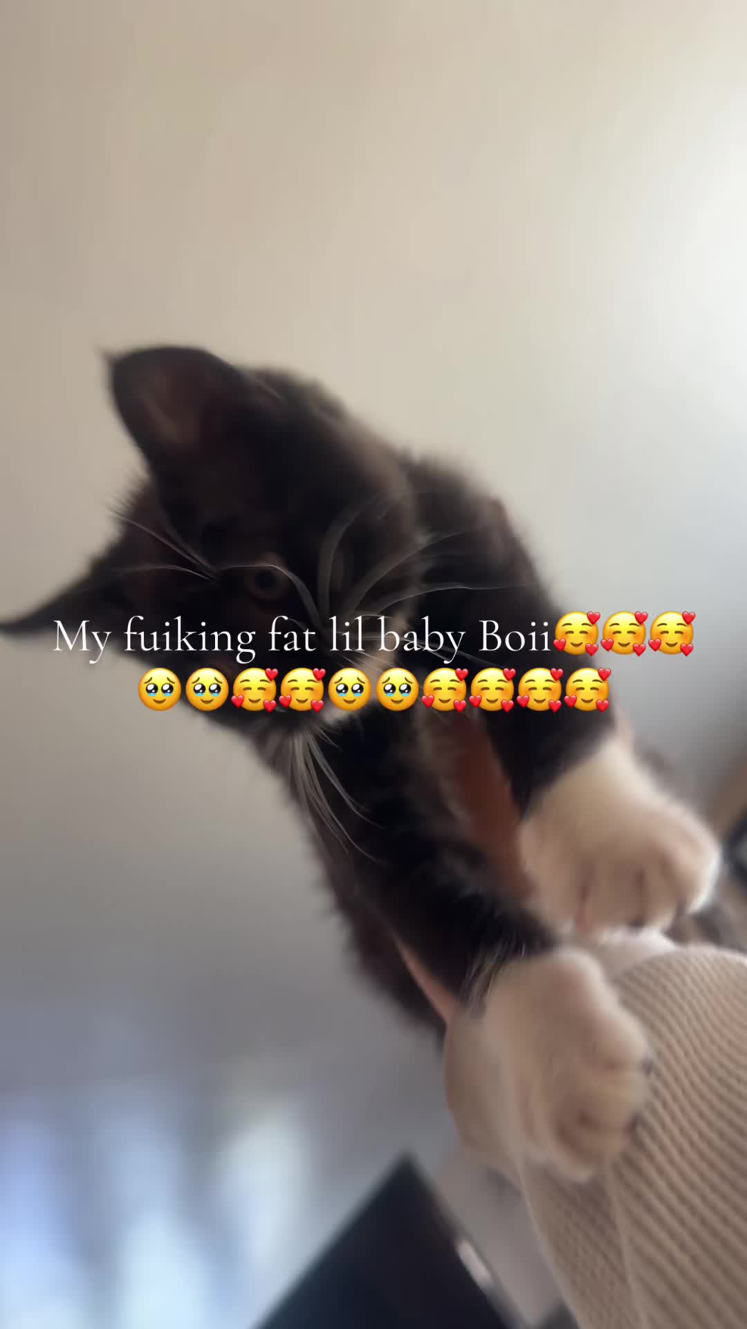 @dorkkk6