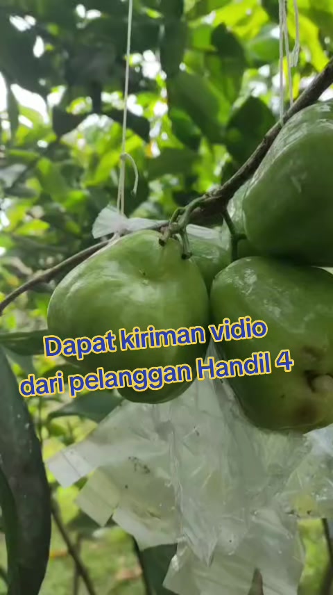 @Bibit khusus samarinda