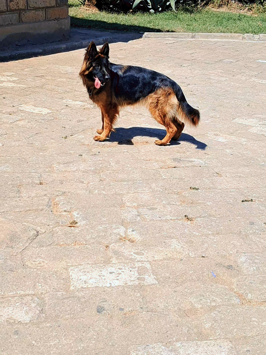 @Kims Kennel 🇰🇪