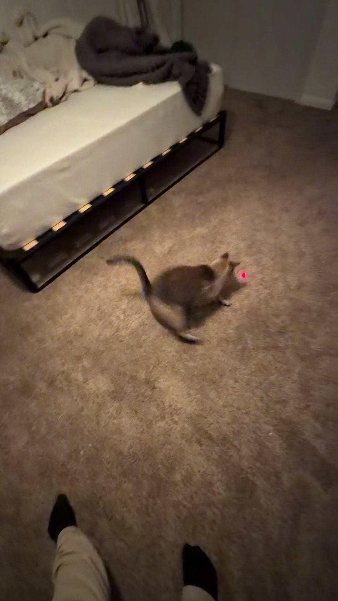 @PepperTheCat