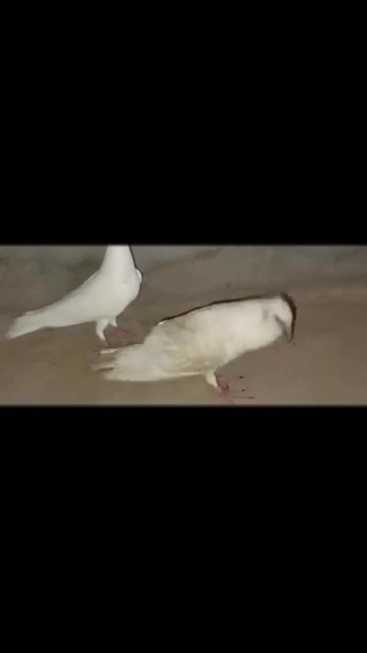 @Adnan jutt🤘 لاڈلا گروپ ملتان
