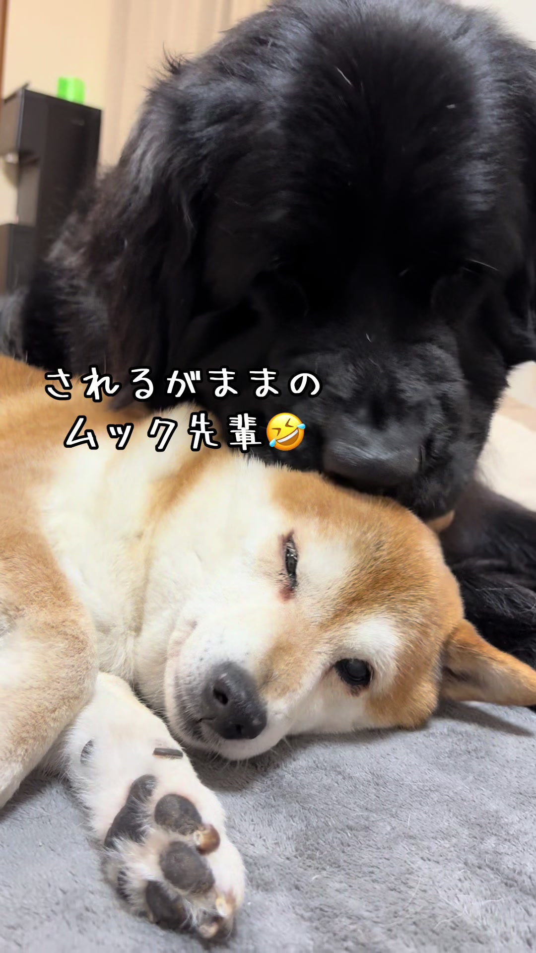 @ムックパパ🔶🐾