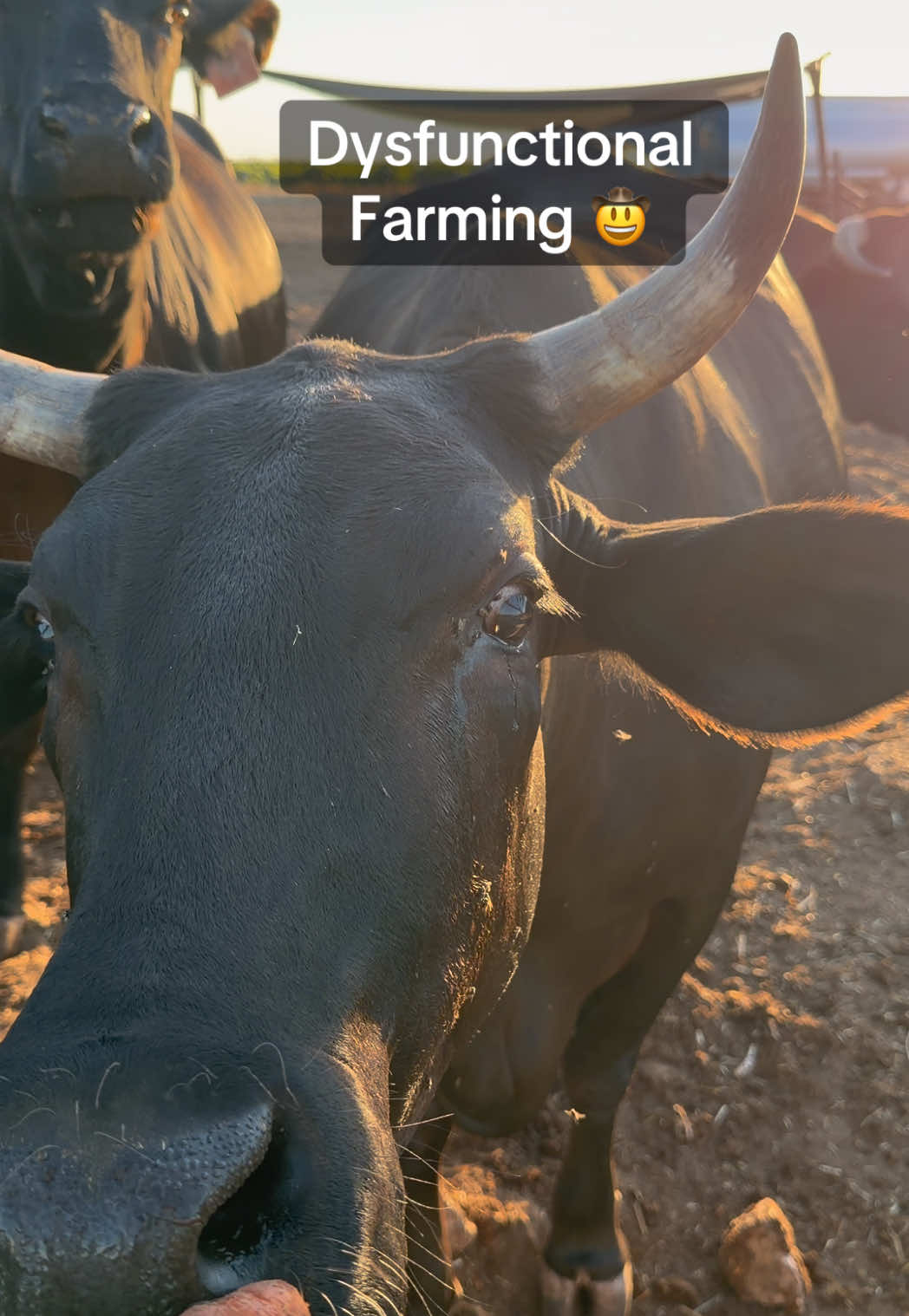 @Skylar Farming
