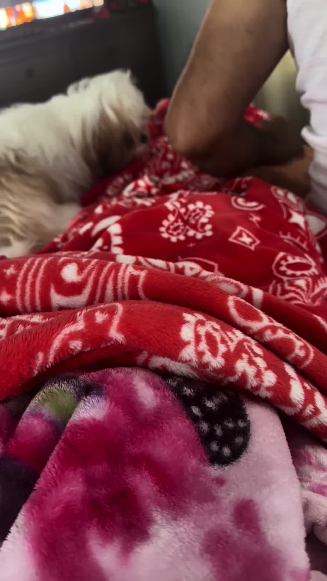 @Crispín_y_mia_shihtzu_puppies.