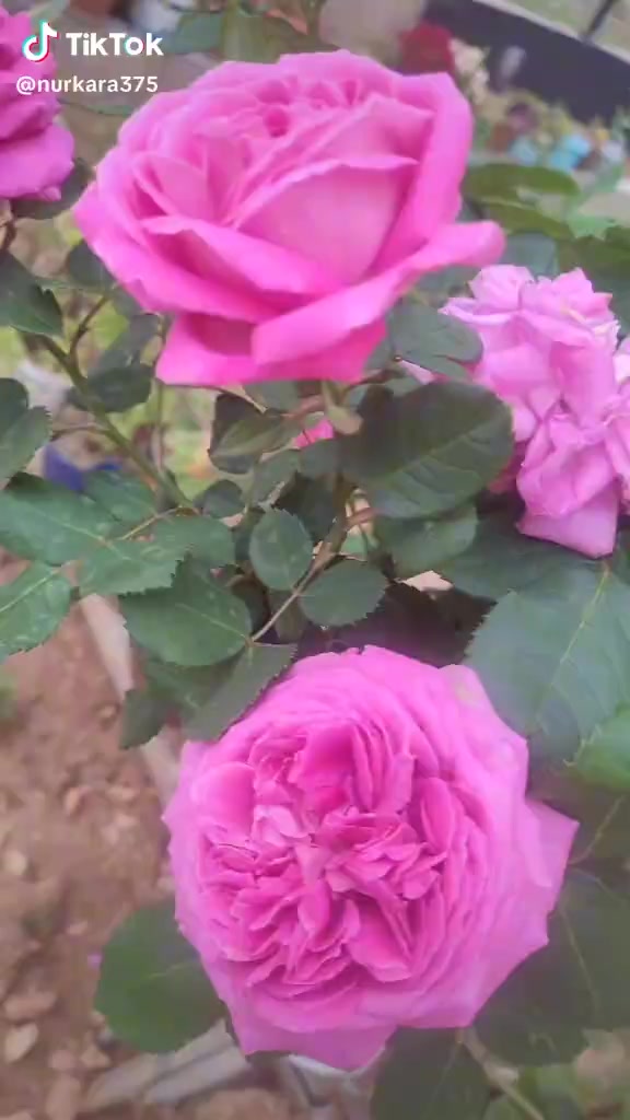 @Yanlız.Kaptan💔