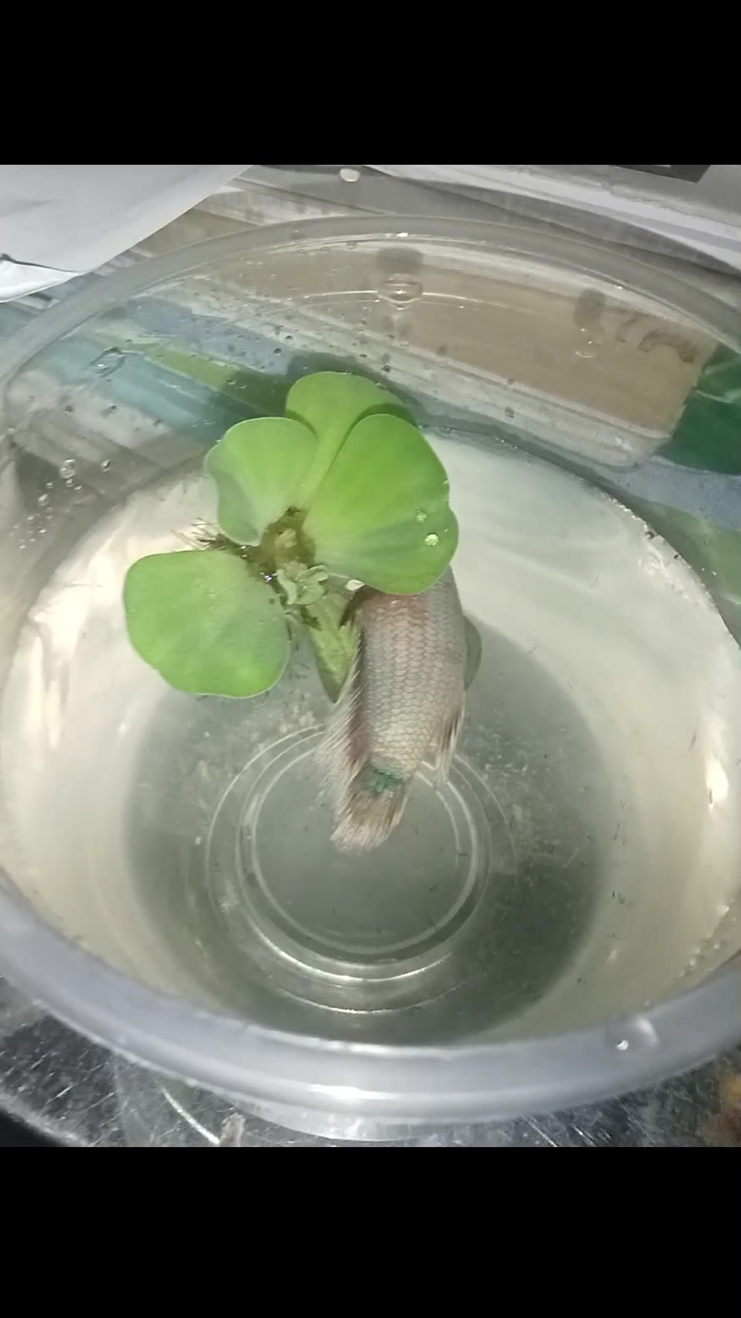 @𝘕𝘩𝘶𝘵𝘛𝘳𝘶𝘯𝘨