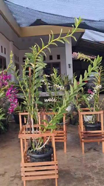@Anarda Orchids