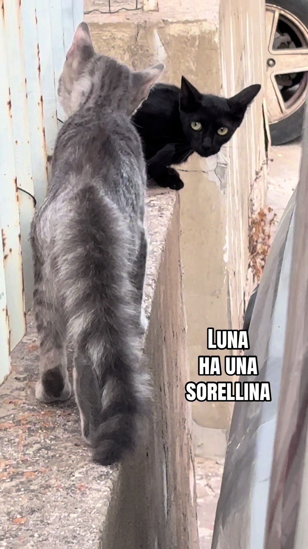 @Fabio Raspanti