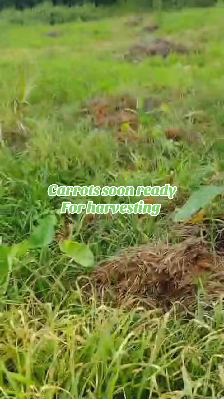 @Ripteez_Farm