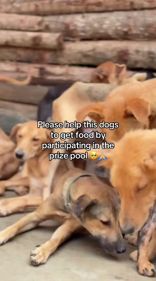 @furry_care_haven