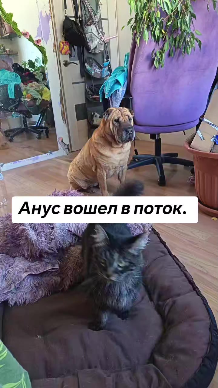 @amusleninblyadina