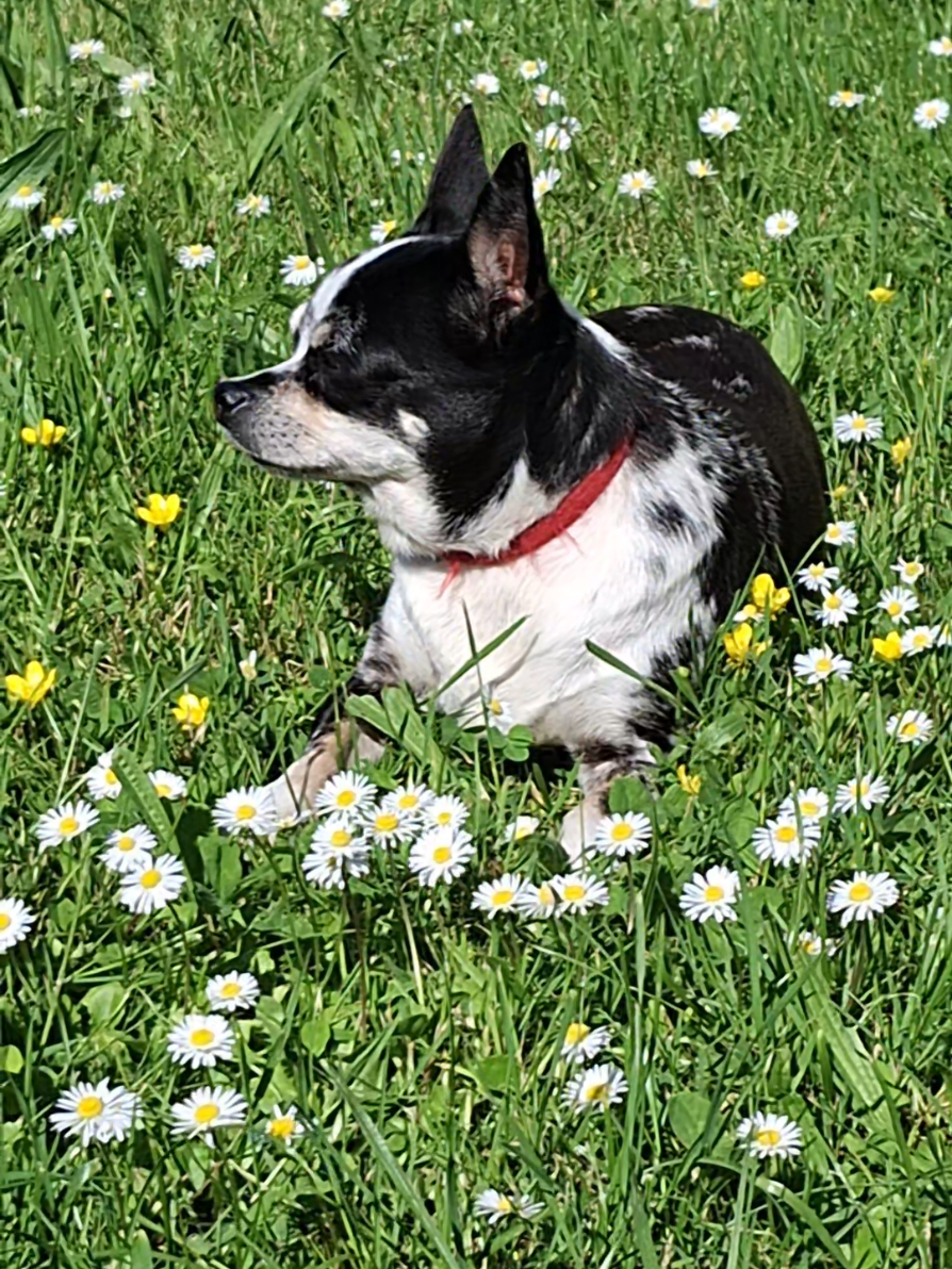 @*🧚🏼&zwj;♀️✨CHIPIE🌸🌿