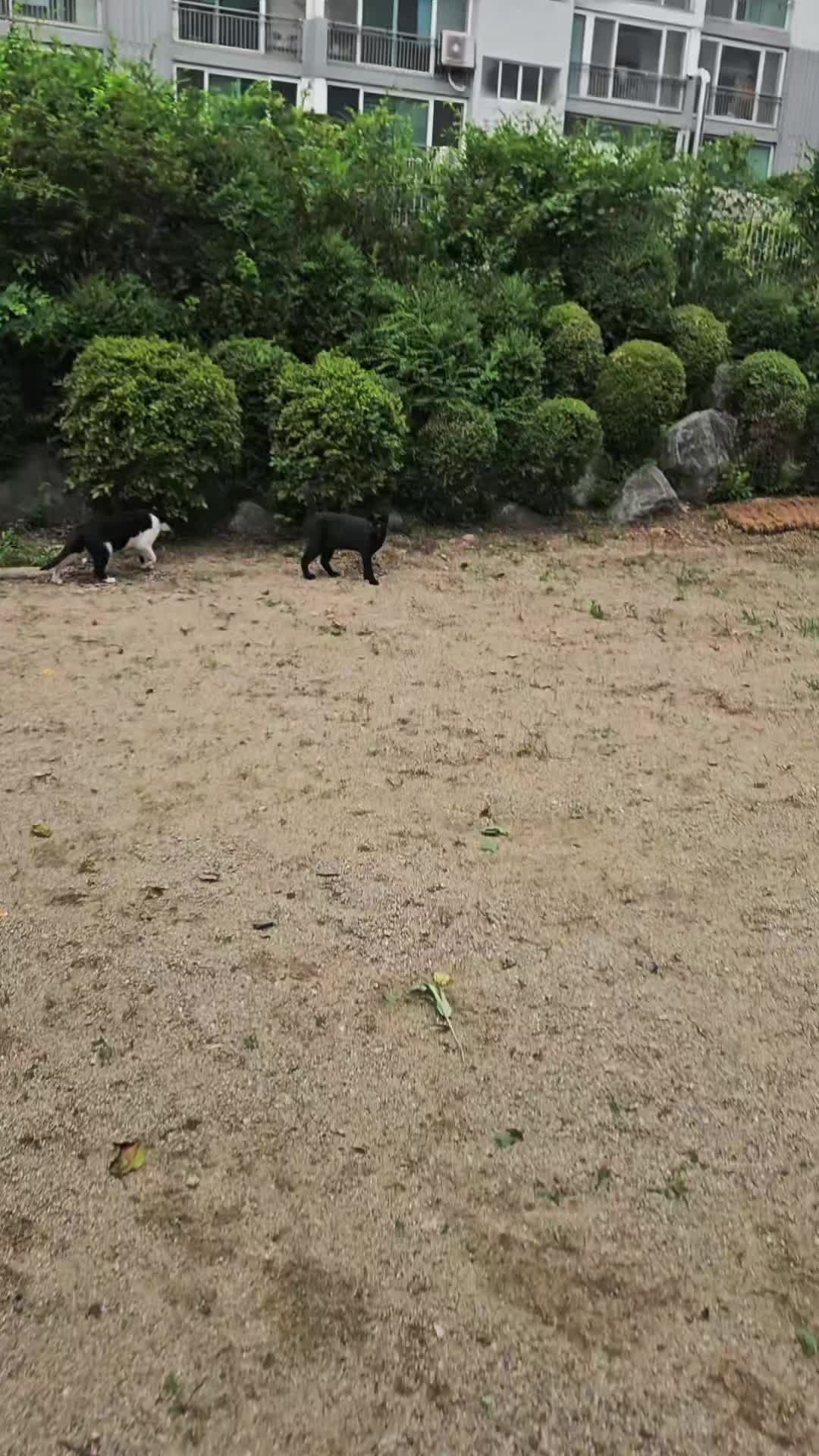 @고양이 형아