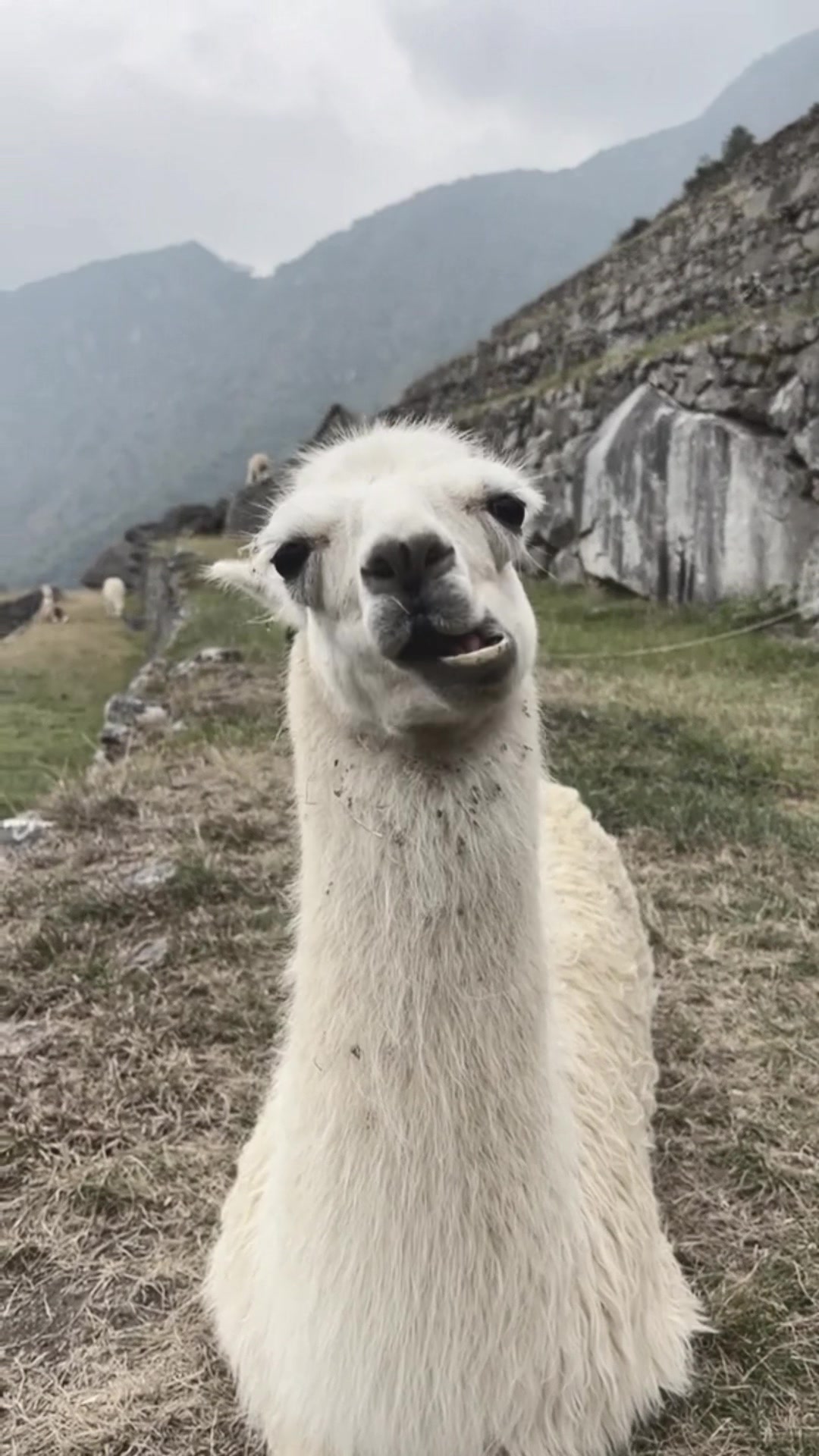 @auraful_animals