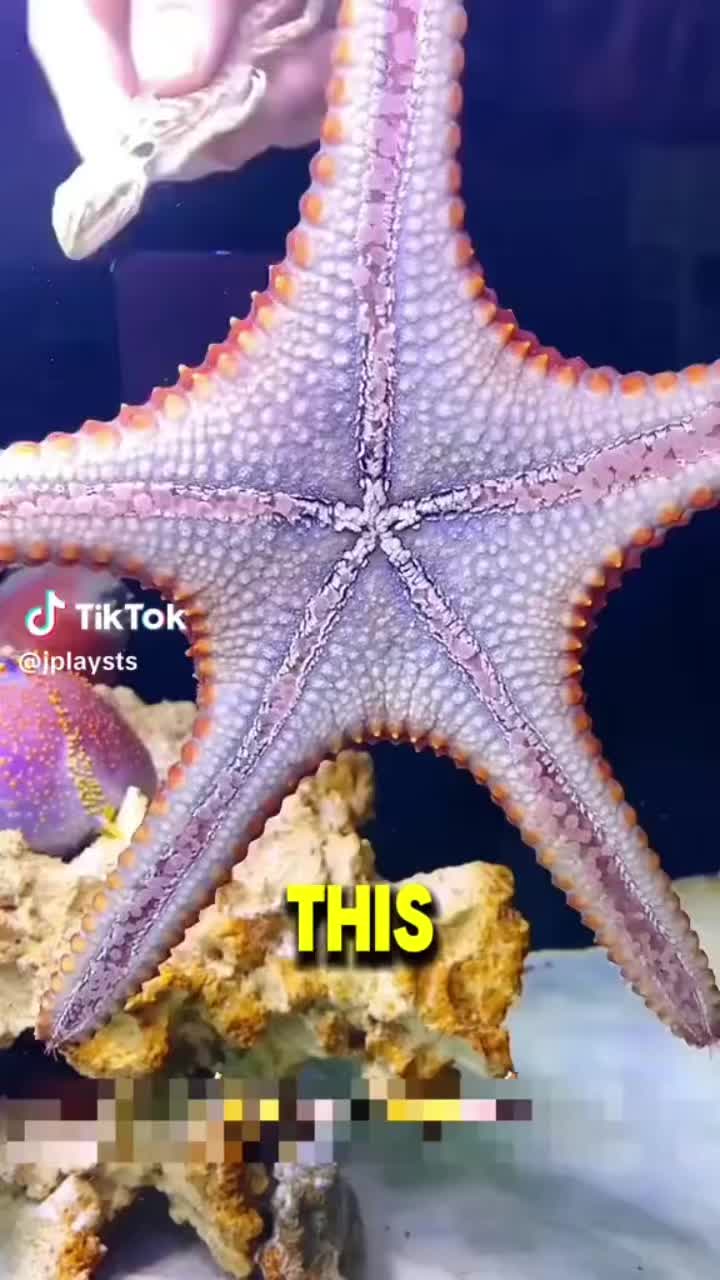 @iluvmybeardies