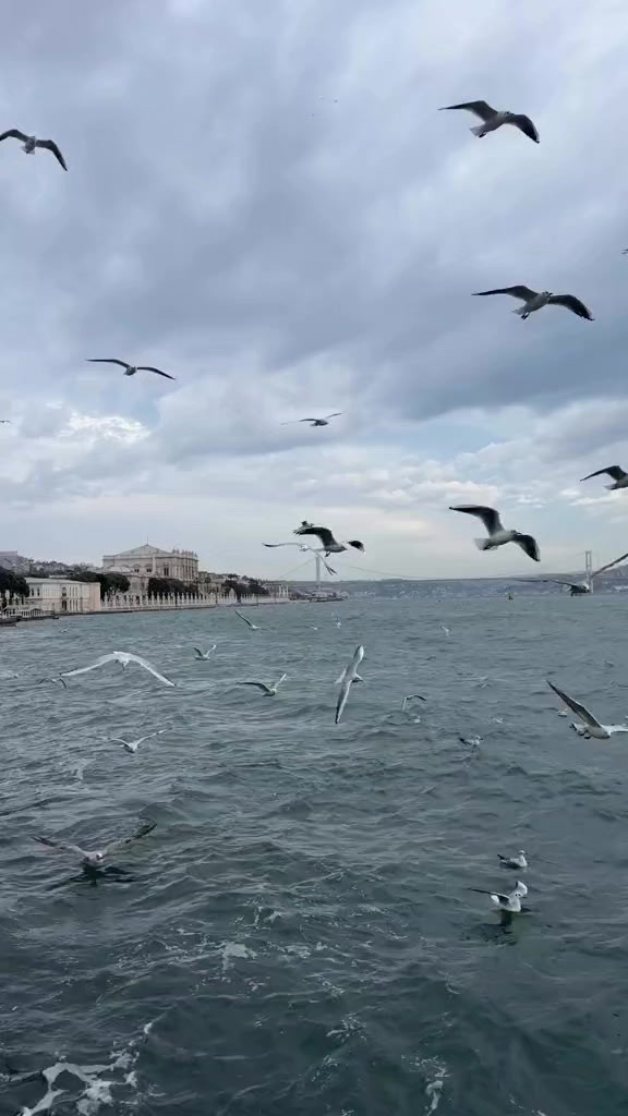 @Aylin🧕❤️wolloyewa🇵🇸🇹🇷🇪🇹
