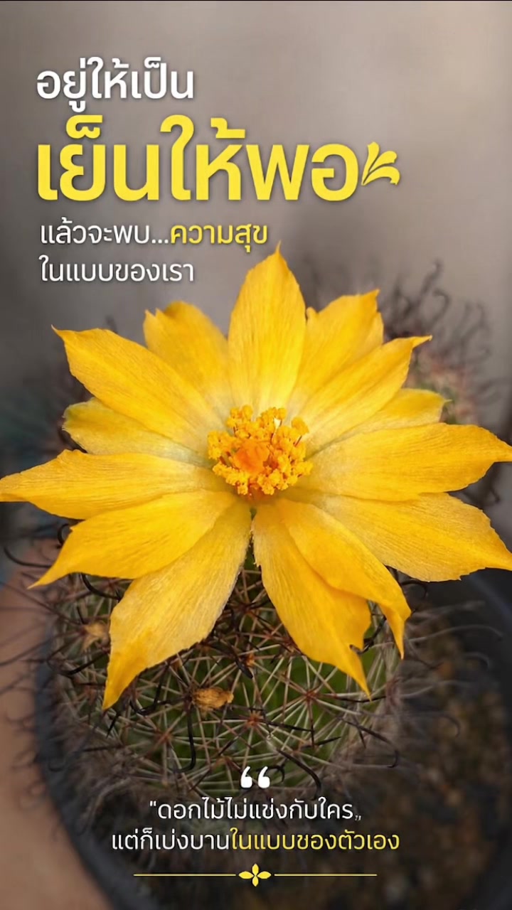 @Samart