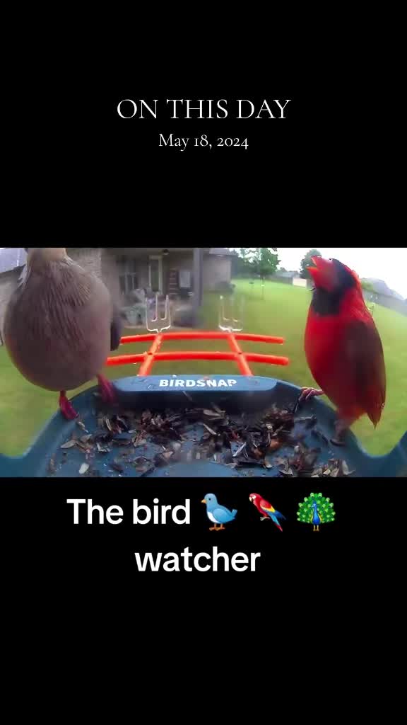 @The bird watcher 🐦 🦜 🦚