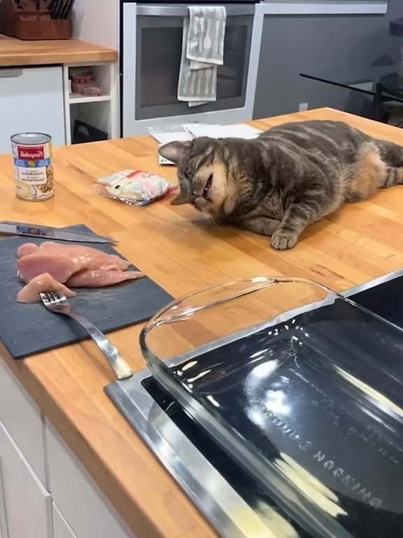 @cats
